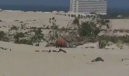 Buena succión vídeos lesbicos